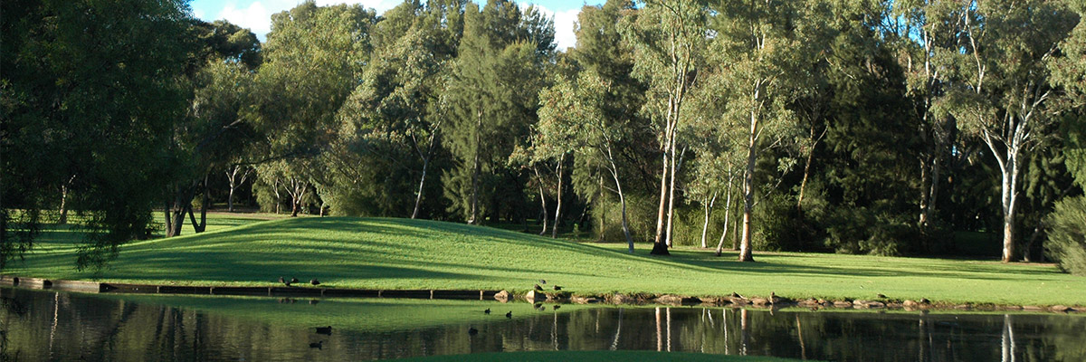 The Paddocks Wetlands