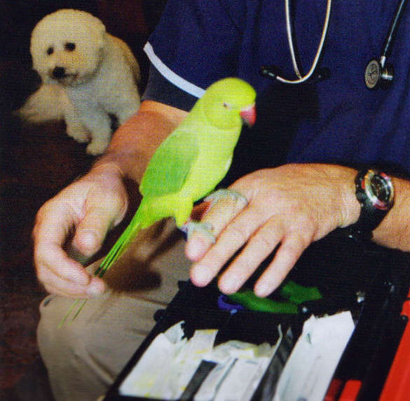 Bird on hand